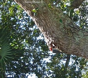 23rd Dec 2011 - Red bellied  Woodpecker
