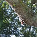 Red bellied  Woodpecker by stcyr1up