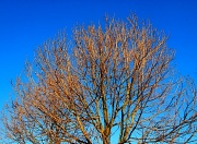 22nd Dec 2011 - A Winter's Day