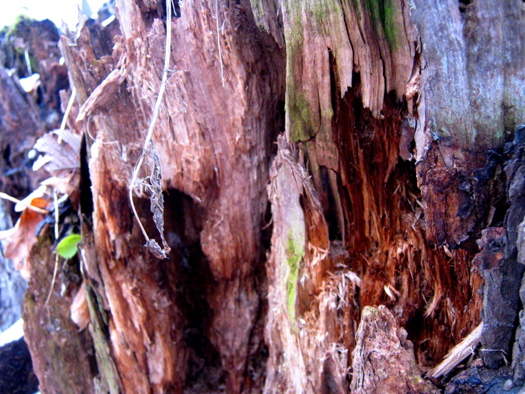 tree stump by myhrhelper