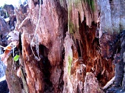 22nd Dec 2011 - tree stump