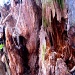 tree stump by myhrhelper