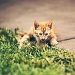 Simba in the grass by pocketmouse