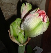 23rd Dec 2011 - amaryllis about to burst into full glory