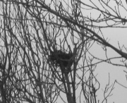 22nd Dec 2011 - neglected nest