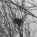 neglected nest by quietpurplehaze