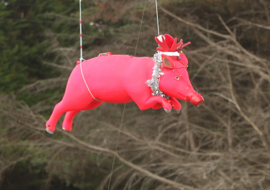 Now Dasher, now Dancer, Now Prancer, now Porky - Christmas pigs might fly by lbmcshutter