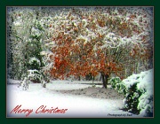 23rd Dec 2011 - Merry Christmas