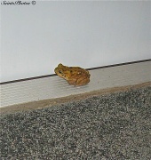 24th Dec 2011 - Mega Toad, Jr.
