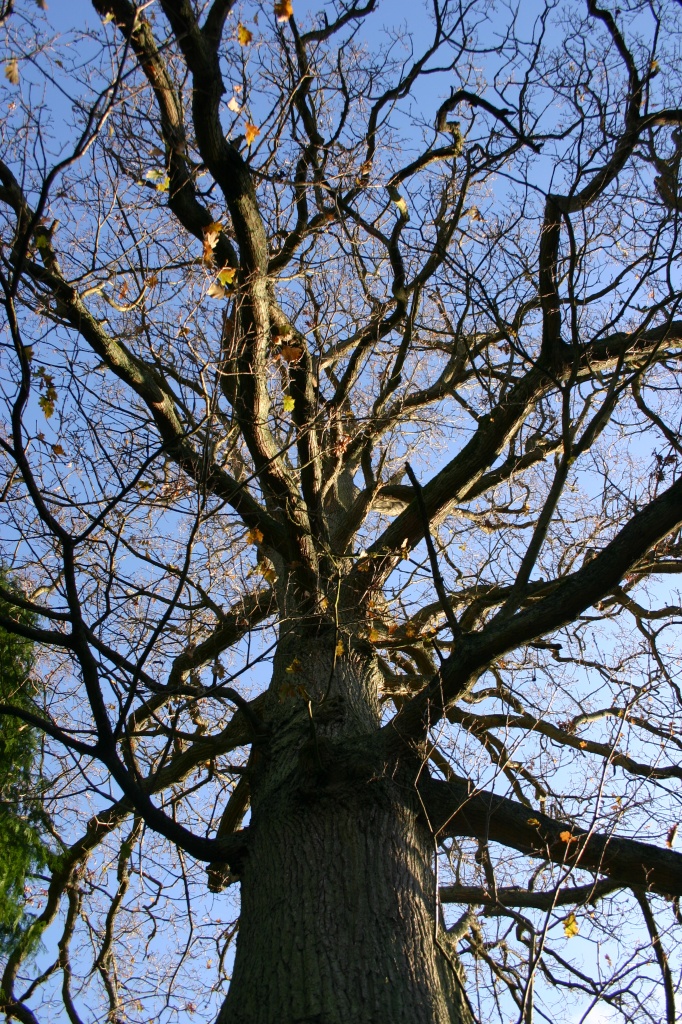 A Tree – well what more can one say? by shepherdman