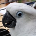 Bas, our cockatoo by rosiekind