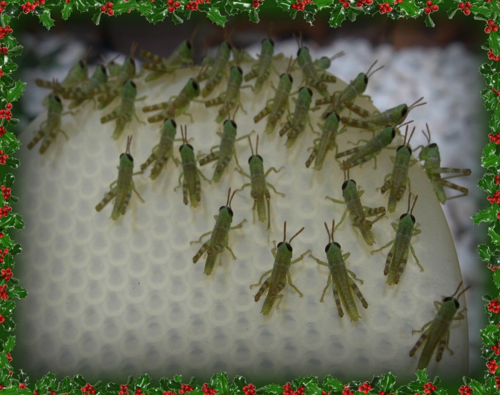 Tiny Grasshoppers! by mozette