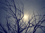 24th Dec 2011 - Branches &  Sun