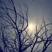 Branches &  Sun by mattjcuk