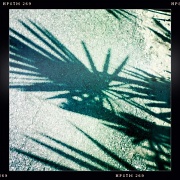 25th Dec 2011 - Palm Frond Shadow