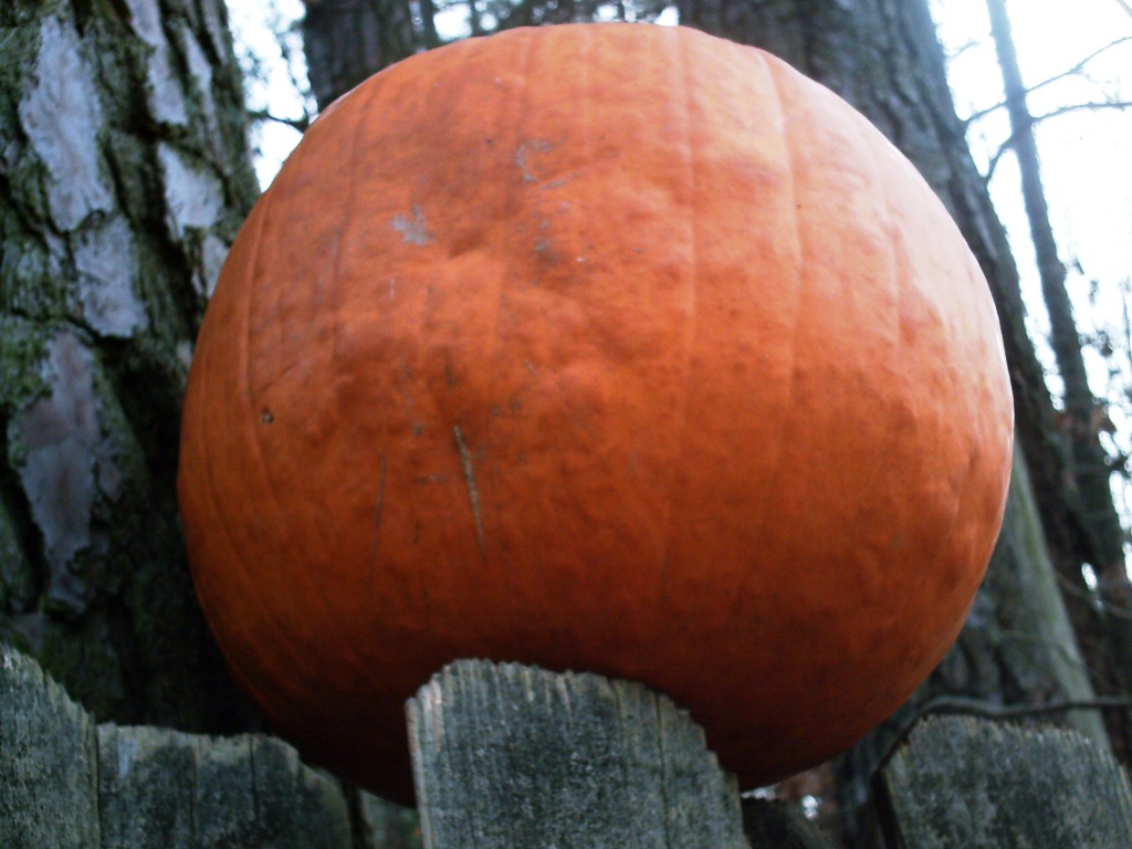 Pumpkin on Fence 12.24.11 by sfeldphotos