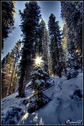 24th Dec 2011 - Nature's Tree Topper