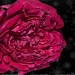 Rose by harsha
