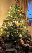 23rd Dec 2011 - Lisa's Tree
