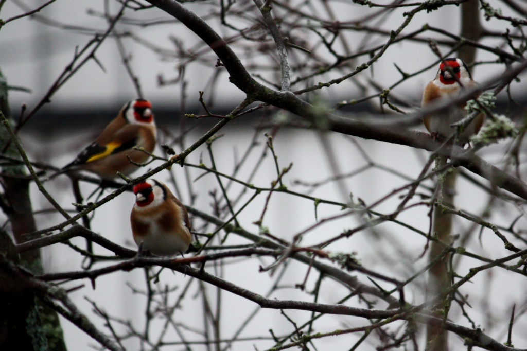 European Goldfinch or Goldfinch Carduelis carduelis IMG_9572 by annelis