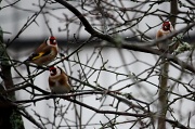 21st Dec 2011 - European Goldfinch or Goldfinch Carduelis carduelis IMG_9572