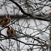 European Goldfinch or Goldfinch Carduelis carduelis IMG_9572 by annelis