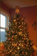 24th Dec 2011 - Christmas Tree