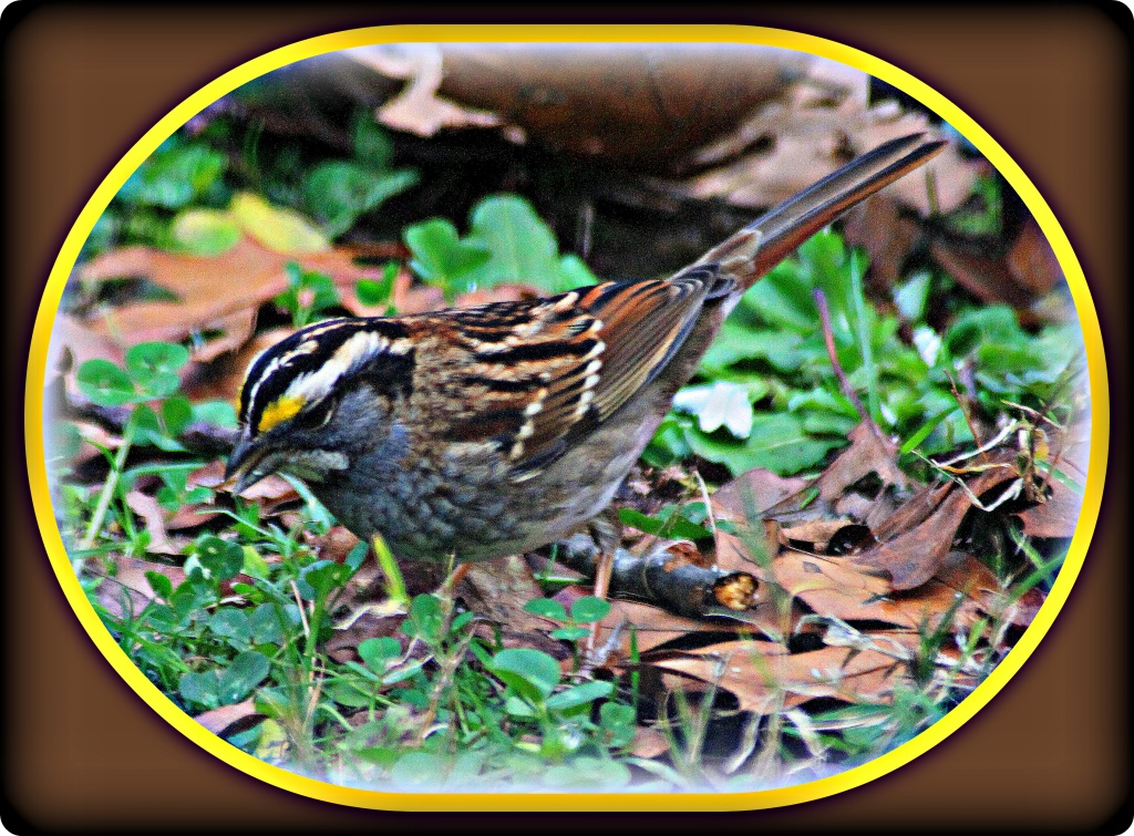 White-throated Sparrow by vernabeth