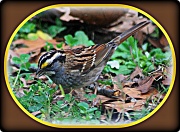 26th Dec 2011 - White-throated Sparrow