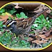 White-throated Sparrow by vernabeth