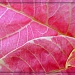 Pink Poinsettia by glimpses