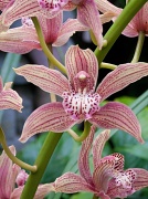 26th Dec 2011 - orchid
