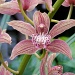 orchid by reba