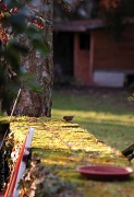 26th Dec 2011 - Sparrow eating a cotoneaster berry