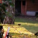 Sparrow eating a cotoneaster berry by parisouailleurs