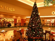 12th Dec 2011 - O Christmas Tree