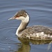 Horned Grebe by twofunlabs