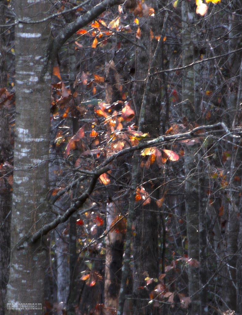 Oak Leaves by marlboromaam