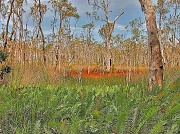 27th Dec 2011 - Paperbark swamp