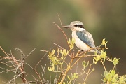 27th Dec 2011 - Red Backed Kingfisher - honestly, he does have a patch of reddish brown on his back