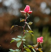 27th Dec 2011 - December roses 