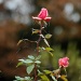 December roses  by parisouailleurs