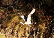 27th Dec 2011 - Heron taking off