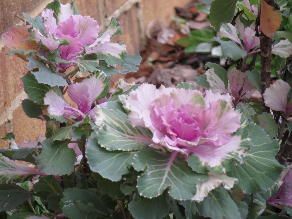 Flowering Cabbage by grammyn