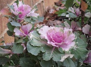 27th Dec 2011 - Flowering Cabbage