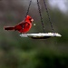 Cardinals heart birdseed! by cjwhite