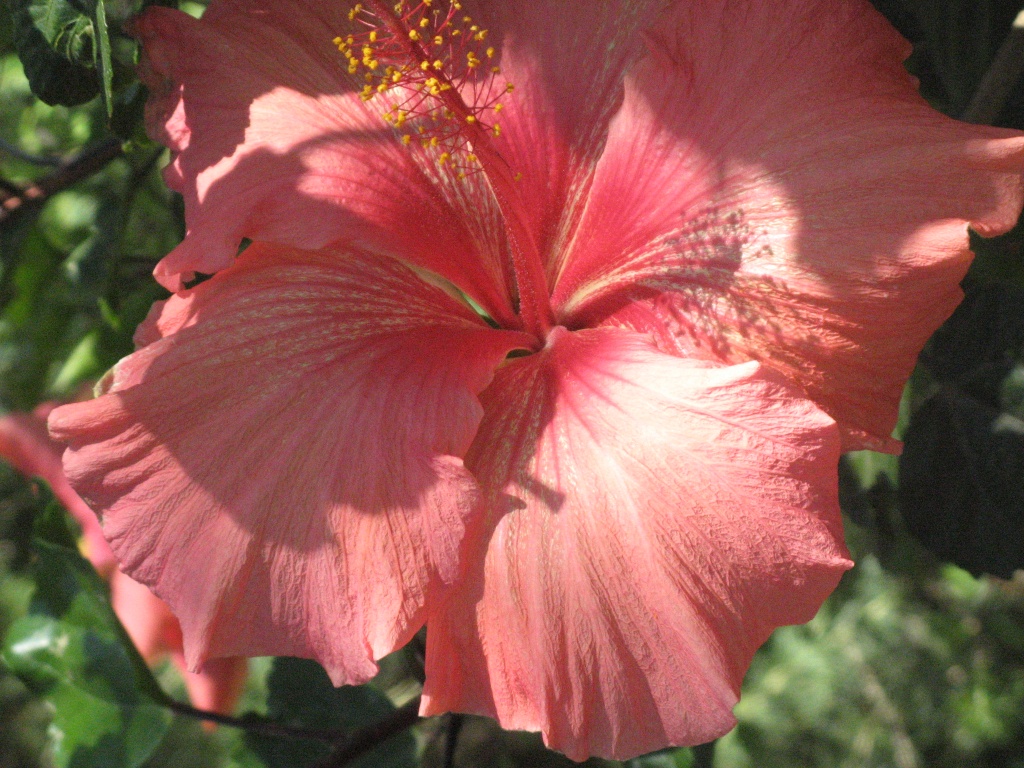 Hibiscus - Vicki's Garden by marguerita