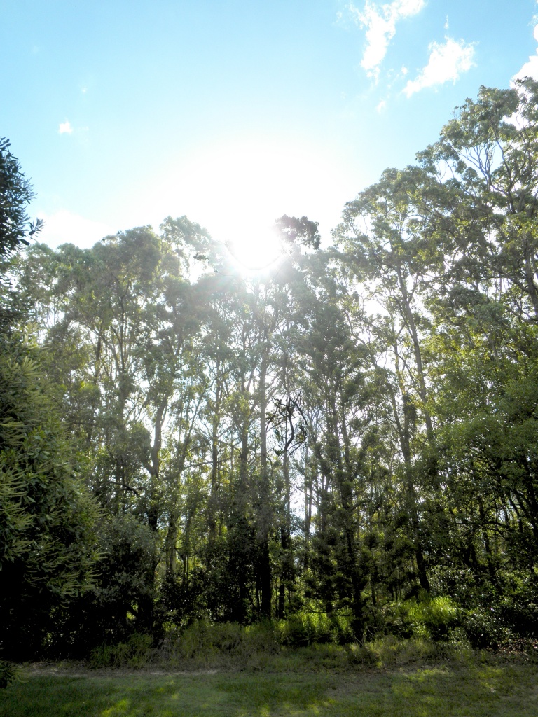sun and trees by corymbia