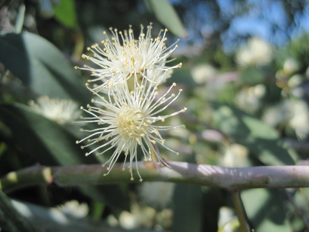eucalyptus flower by quietpurplehaze