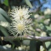 eucalyptus flower by quietpurplehaze